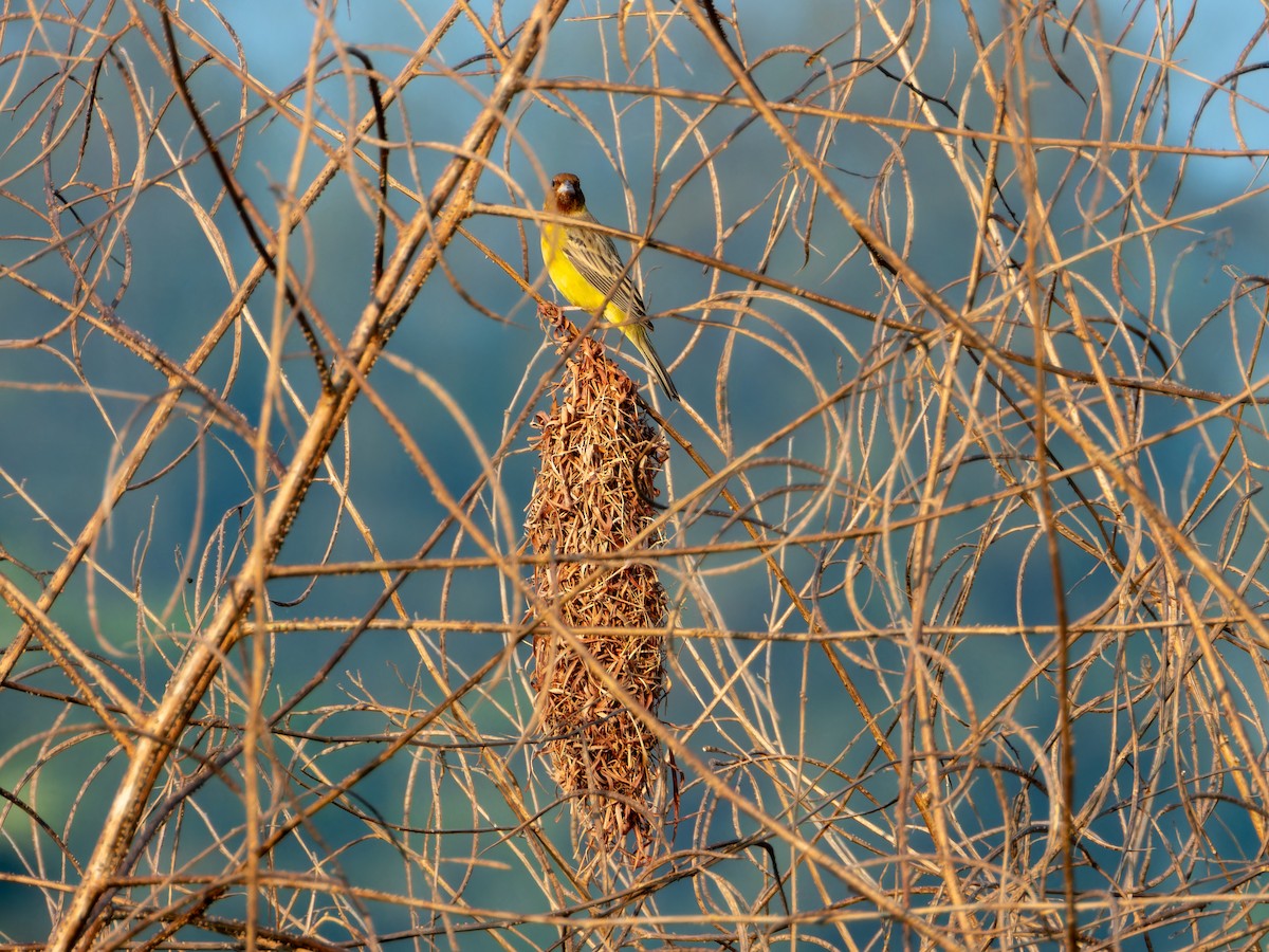 Желчная овсянка - ML646827793