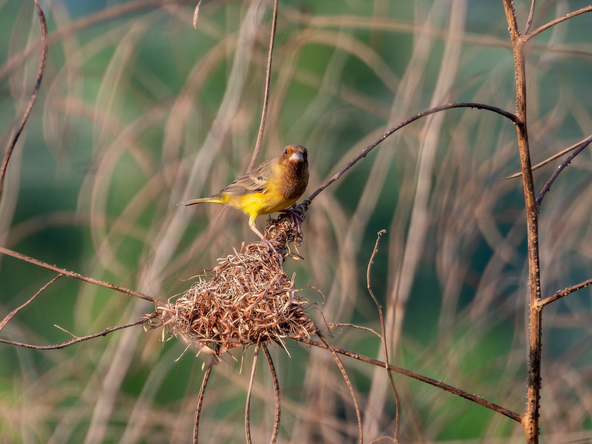 Желчная овсянка - ML646827794