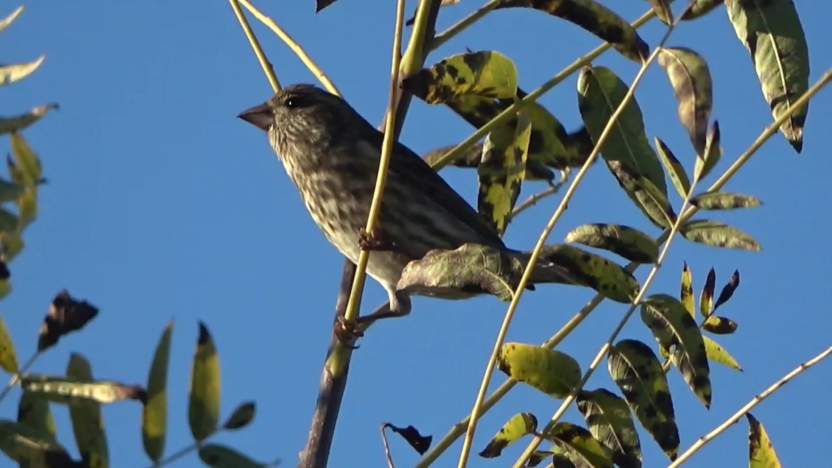Purple Finch - ML646827795