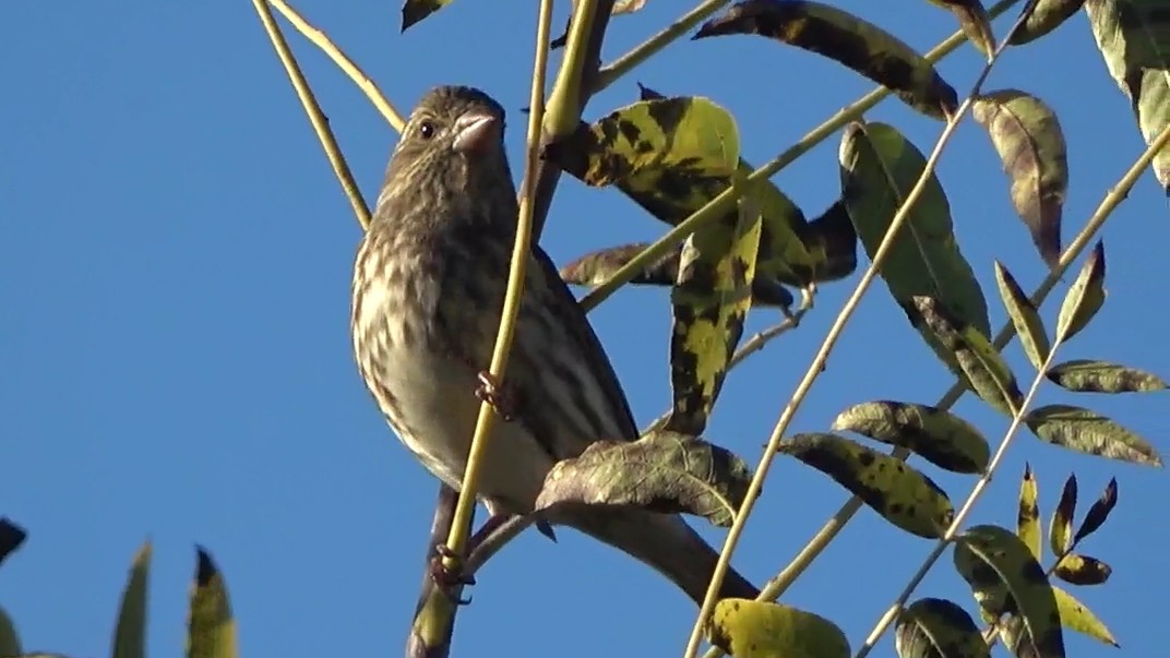 Purple Finch - ML646827796