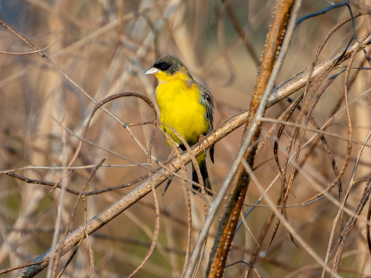 Черноголовая овсянка - ML646827798