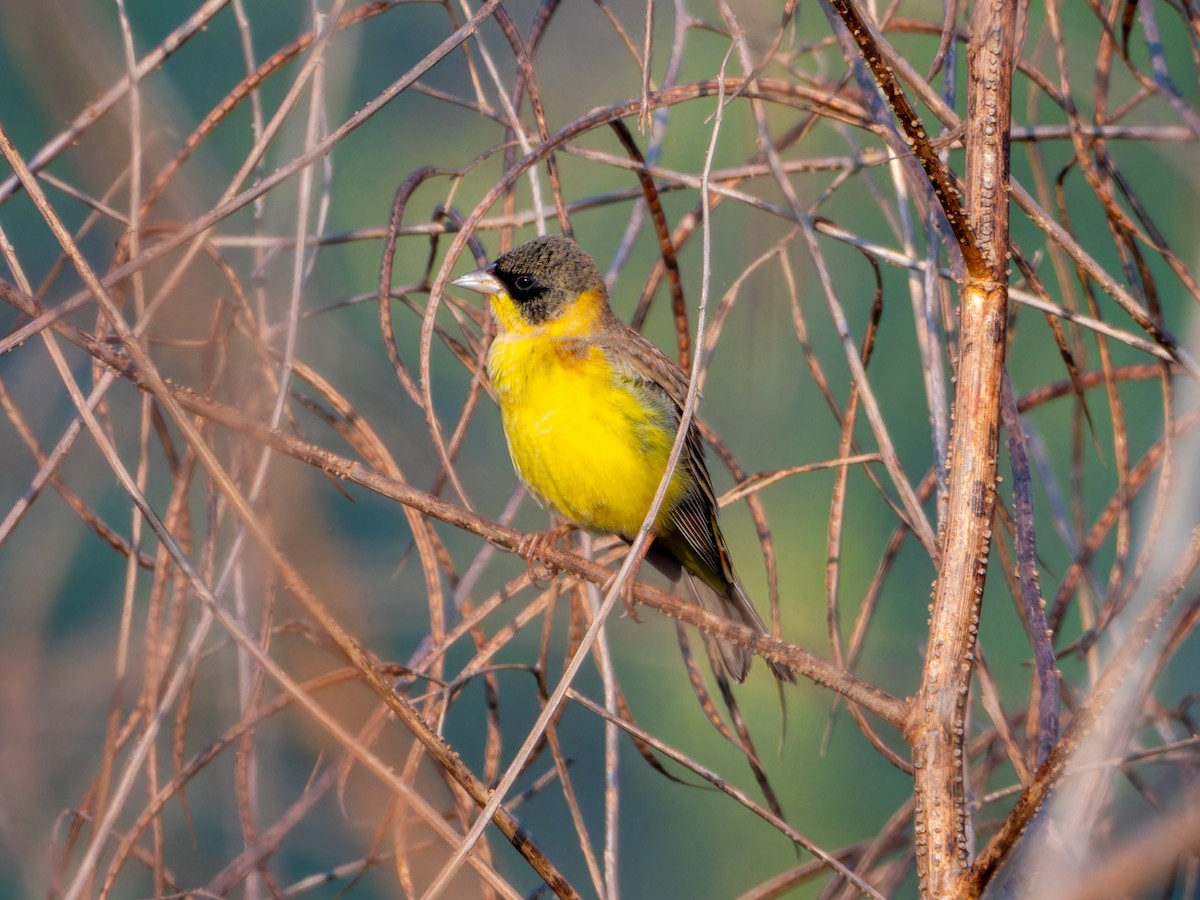 Черноголовая овсянка - ML646827799