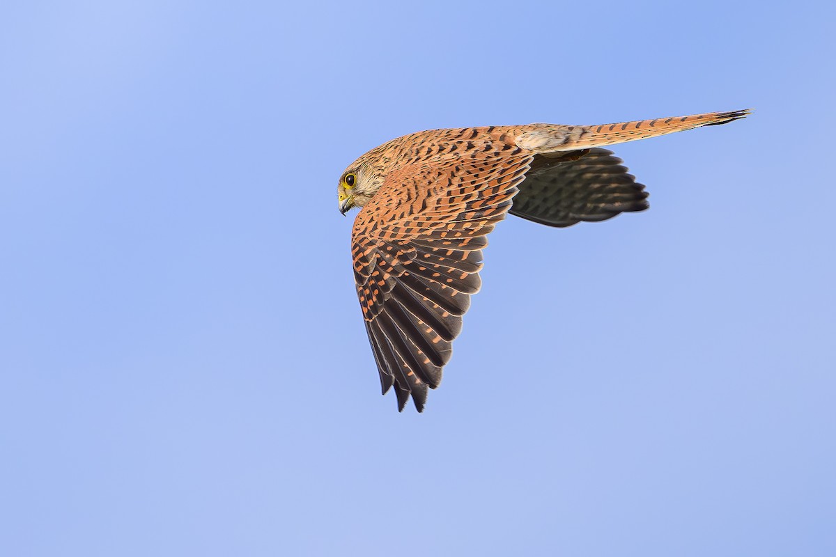 Eurasian Kestrel - ML646827800