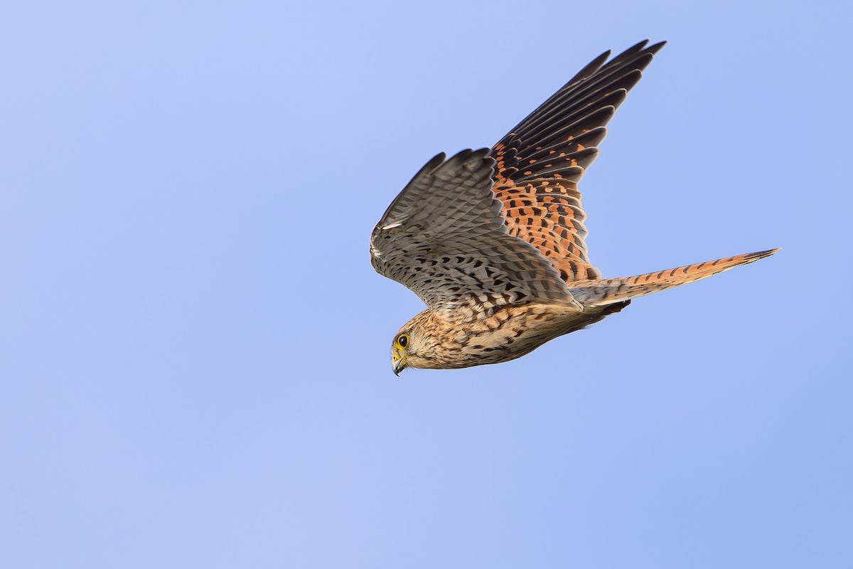 Eurasian Kestrel - ML646827801