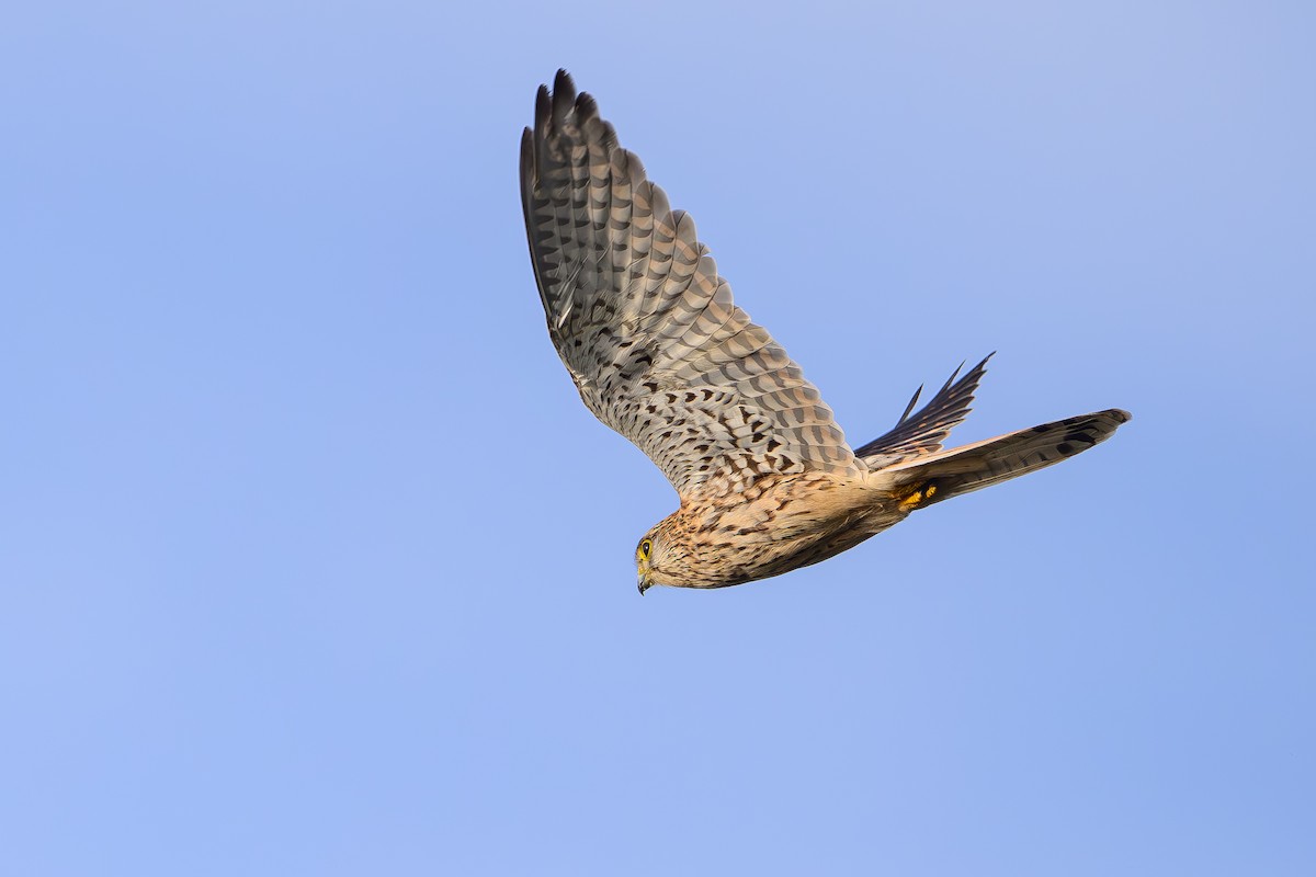 Eurasian Kestrel - ML646827802