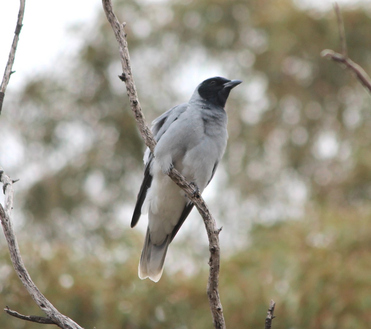 Black-faced Cuckooshrike - ML646827803