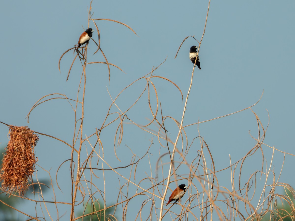 Трёхцветная муния - ML646827804