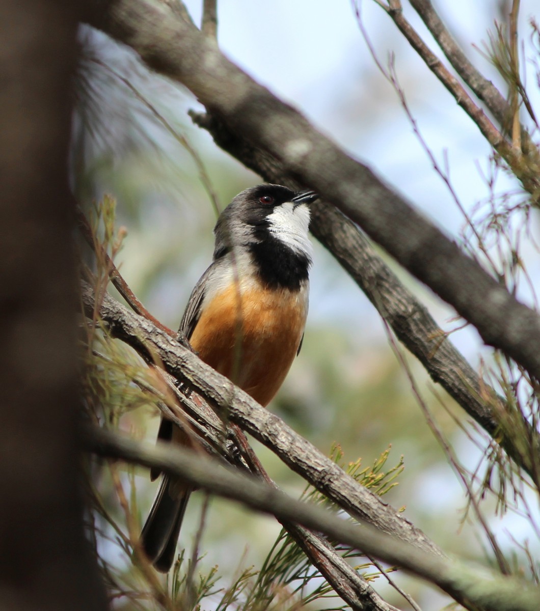 Rufous Whistler - ML646827805