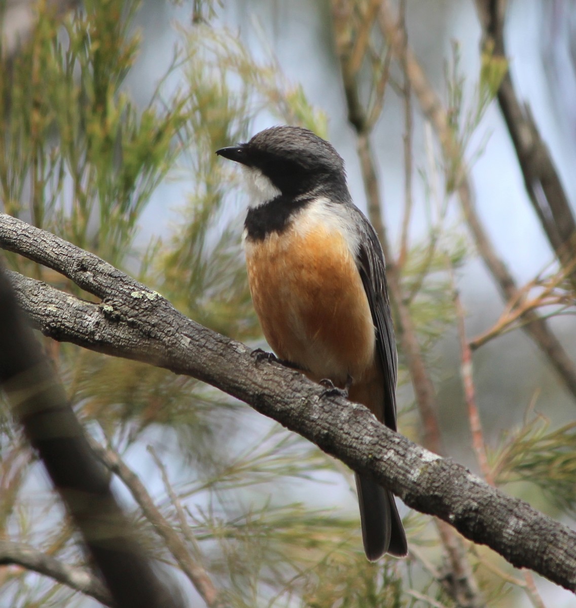 Rufous Whistler - ML646827807