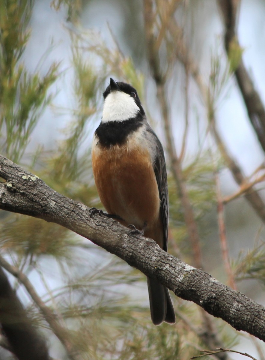 Rufous Whistler - ML646827808