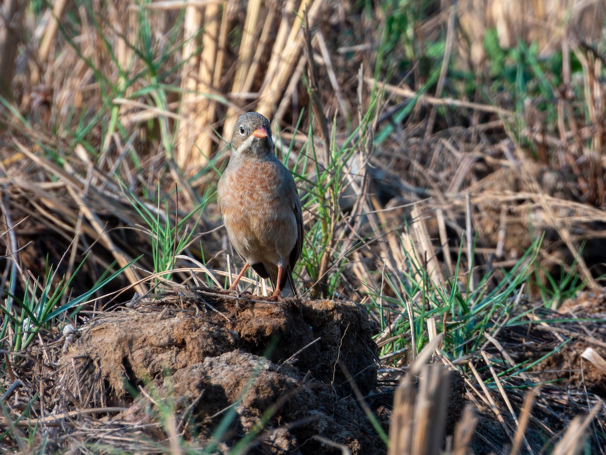 Скалистая овсянка - ML646827809