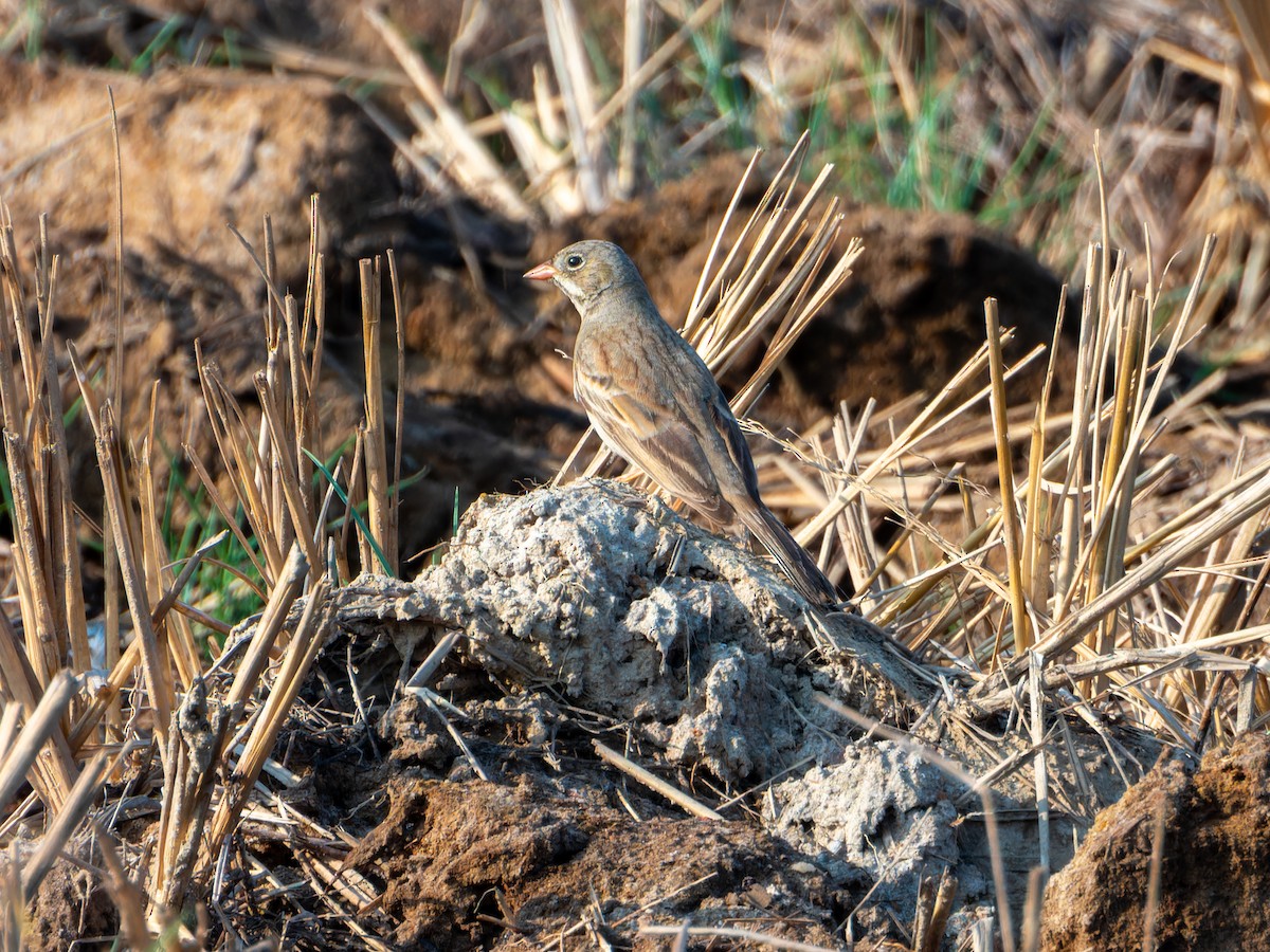 Скалистая овсянка - ML646827810
