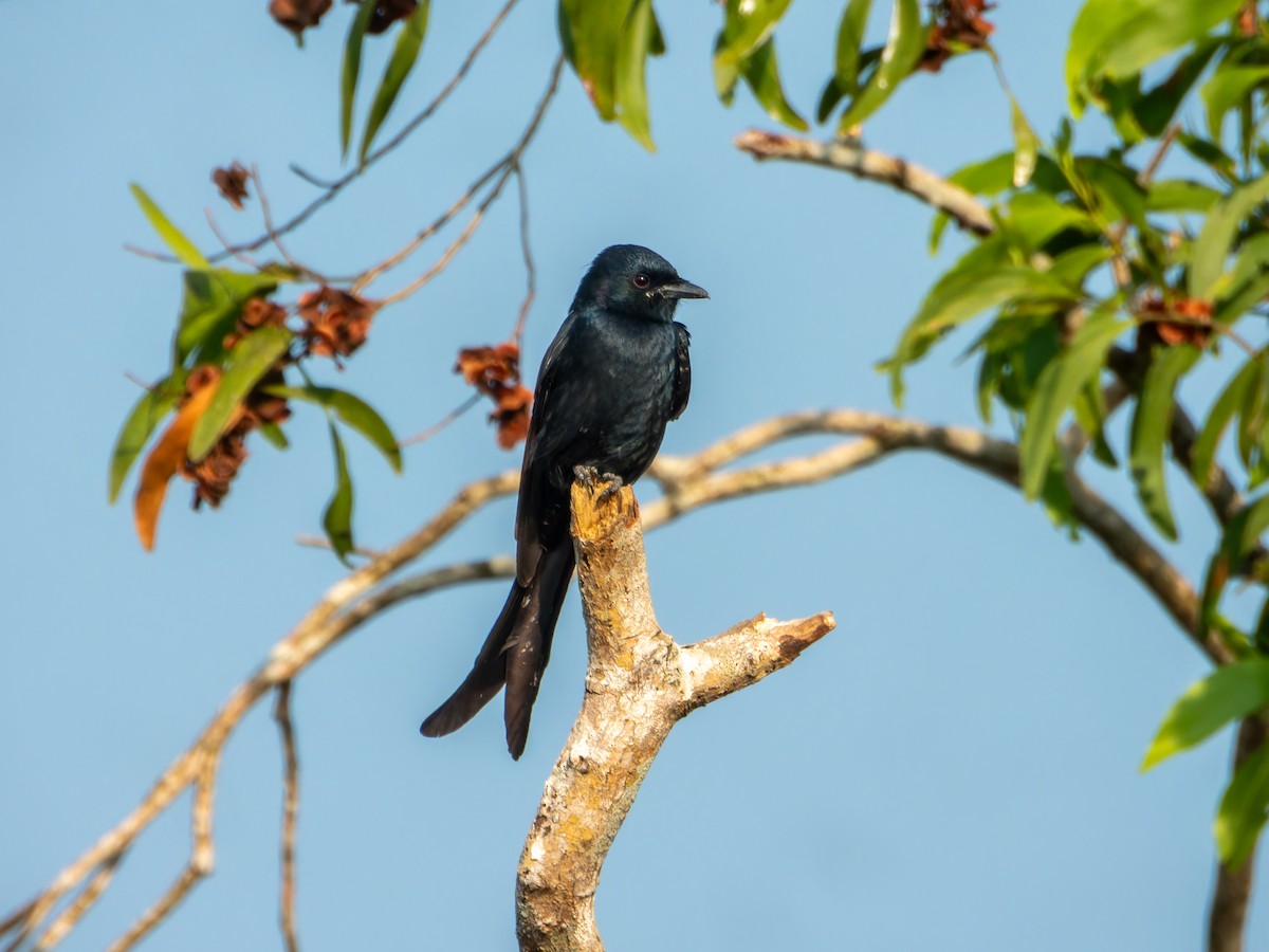 Black Drongo - ML646827811