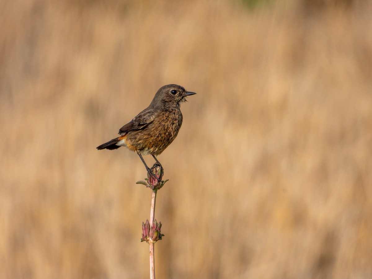Трав'янка чорна - ML646827812