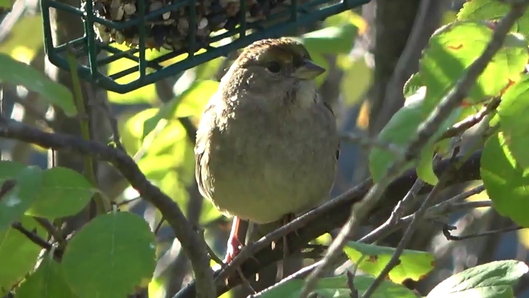 Golden-crowned Sparrow - ML646827818