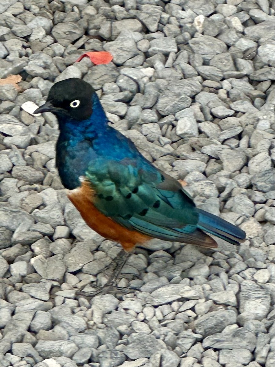 Мерл багатобарвний - ML646827819