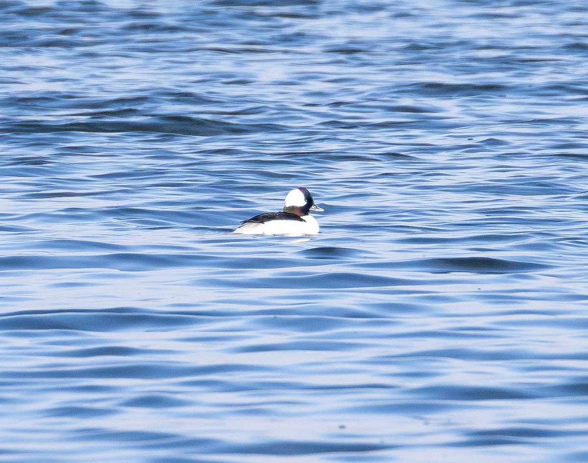 Гоголь малий - ML646827821