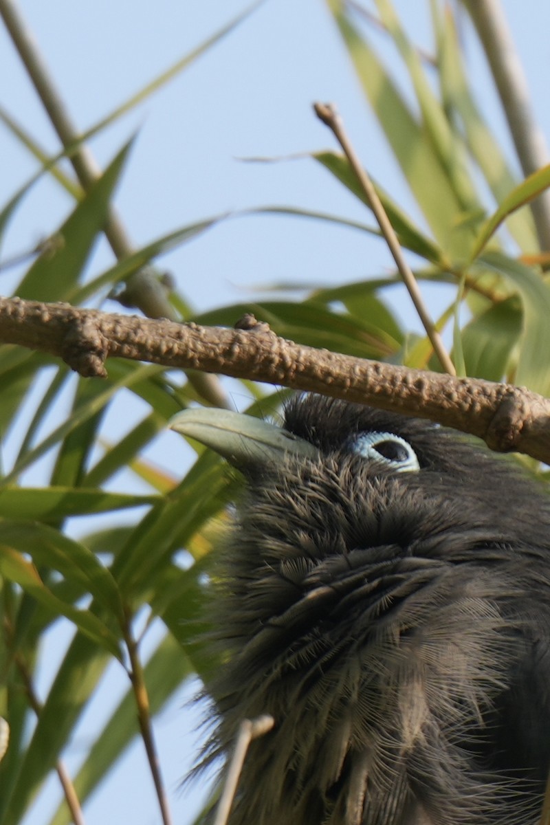 Blue-faced Malkoha - ML646827822