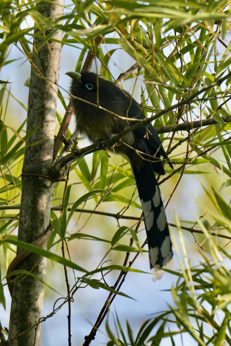 Blue-faced Malkoha - ML646827823