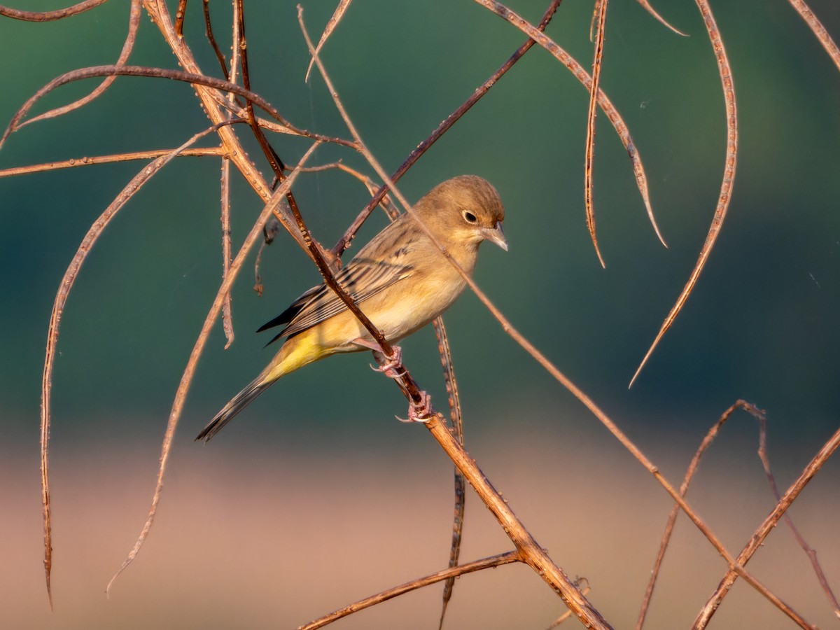 Желчная овсянка - ML646827824