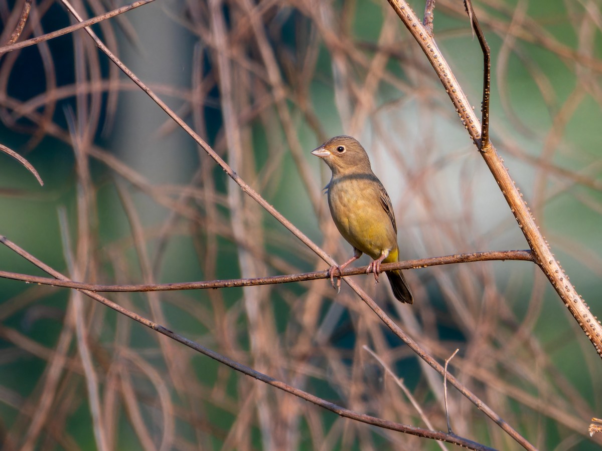 Желчная овсянка - ML646827825
