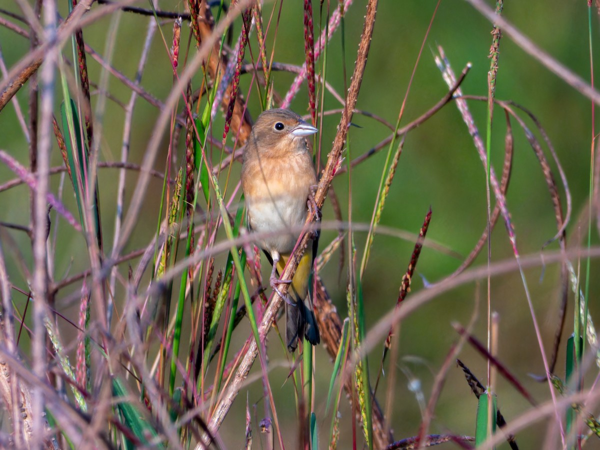 Желчная овсянка - ML646827826