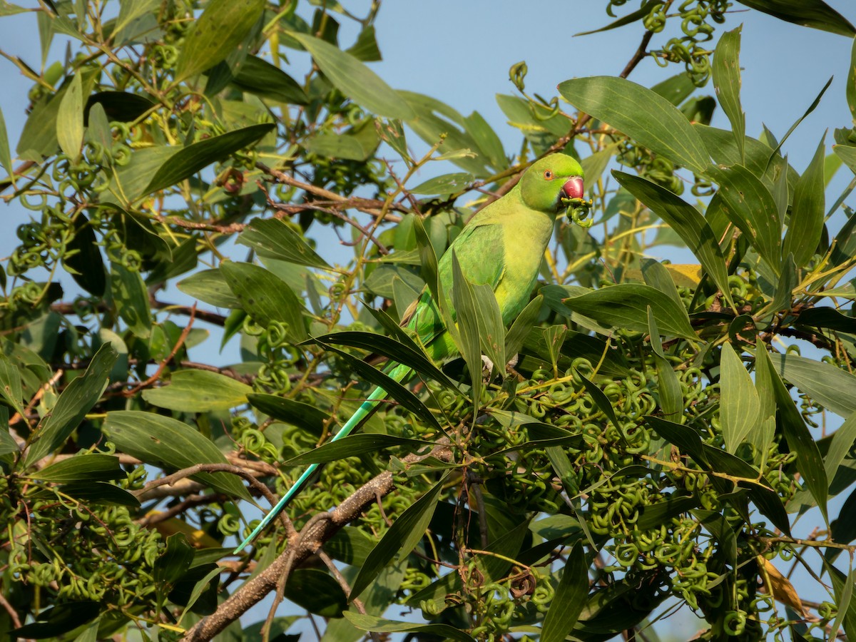 Папуга Крамера - ML646827829