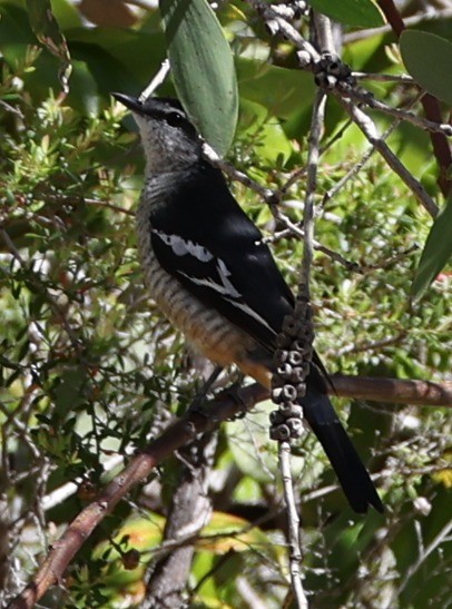 Оругеро смугасточеревий - ML646827830