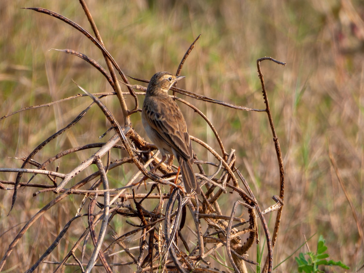 Щеврик іржастий - ML646827831