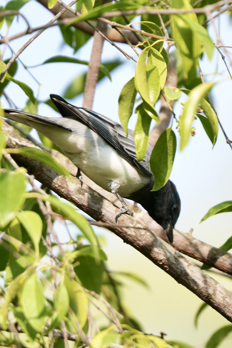 Black-headed Cuckooshrike - ML646827833