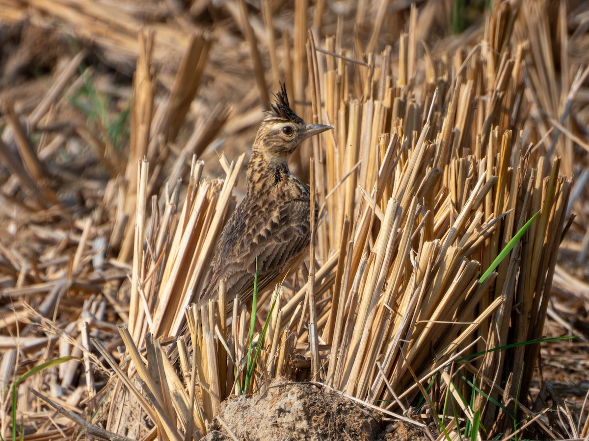 Посмітюха малабарська - ML646827834