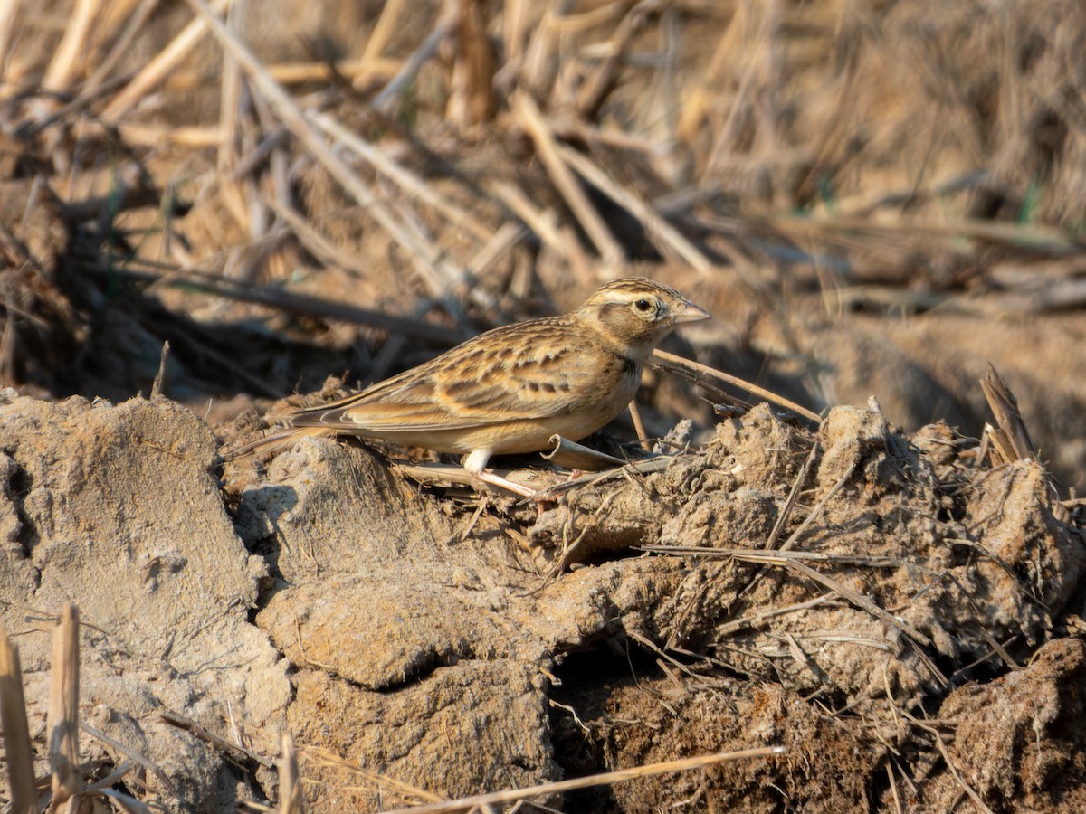 Жайворонок тибетський - ML646827835