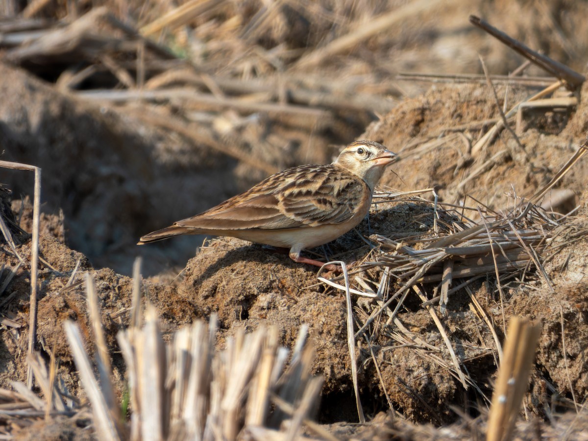 Жайворонок тибетський - ML646827836