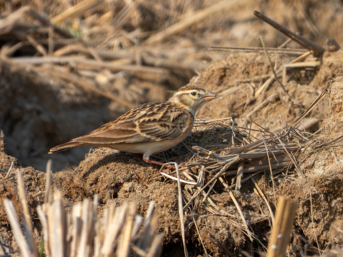 Жайворонок тибетський - ML646827837