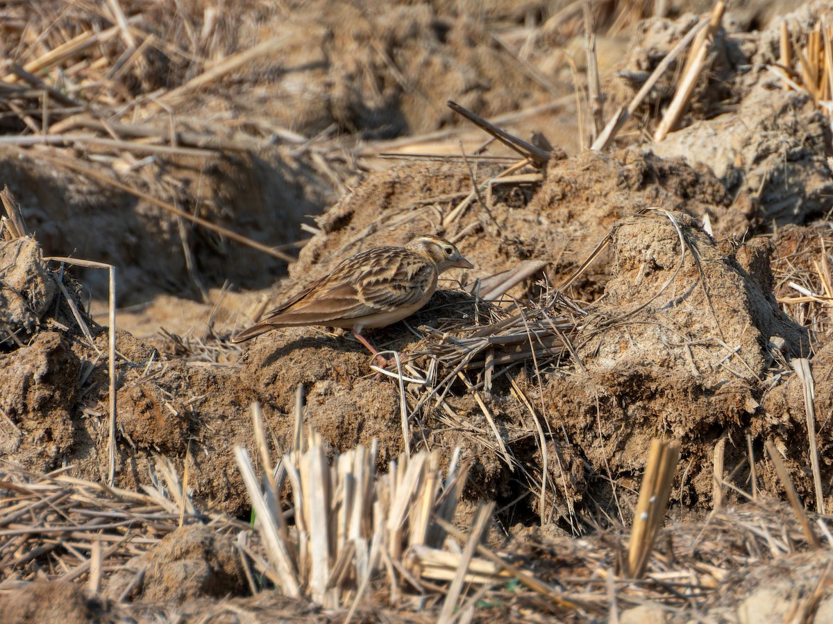 Жайворонок тибетський - ML646827838