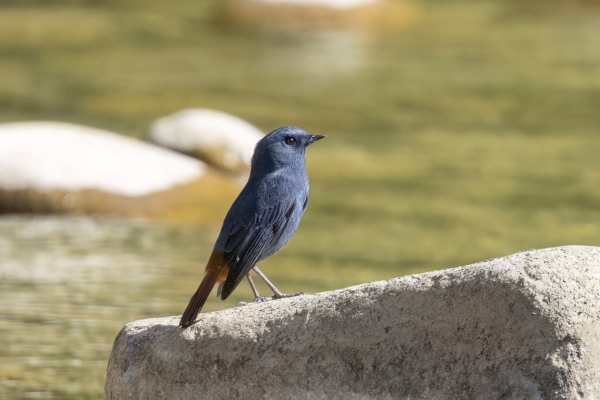 Горихвістка сиза - ML646827839