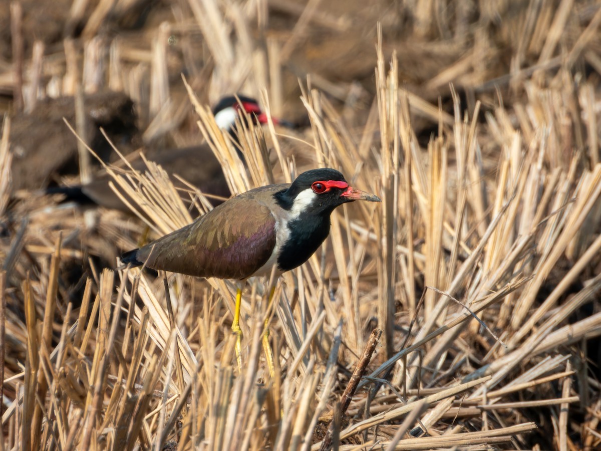 Чайка індійська - ML646827841