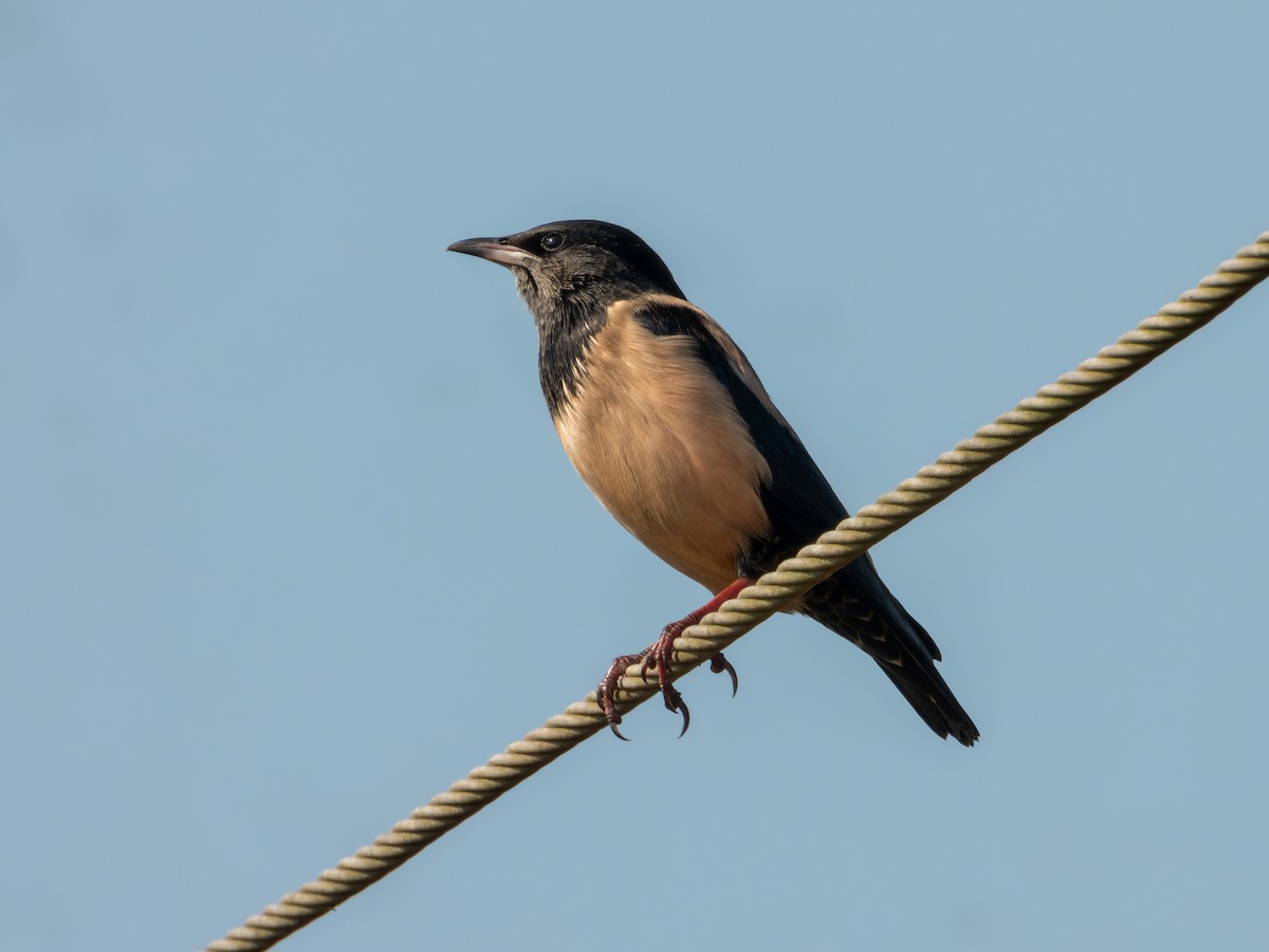 Rosy Starling - ML646827845