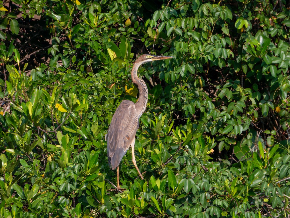 Рыжая цапля - ML646827850