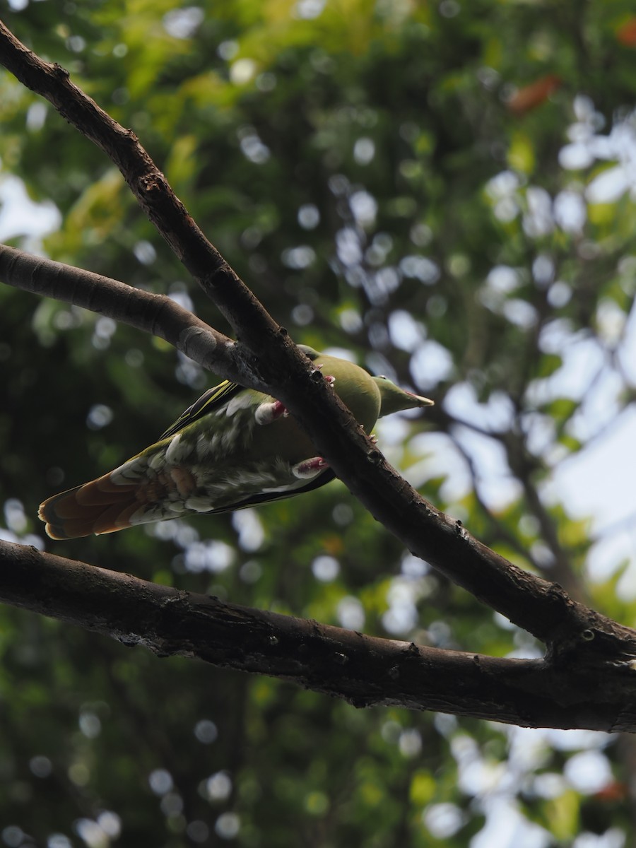 Вінаго індокитайський - ML646827852