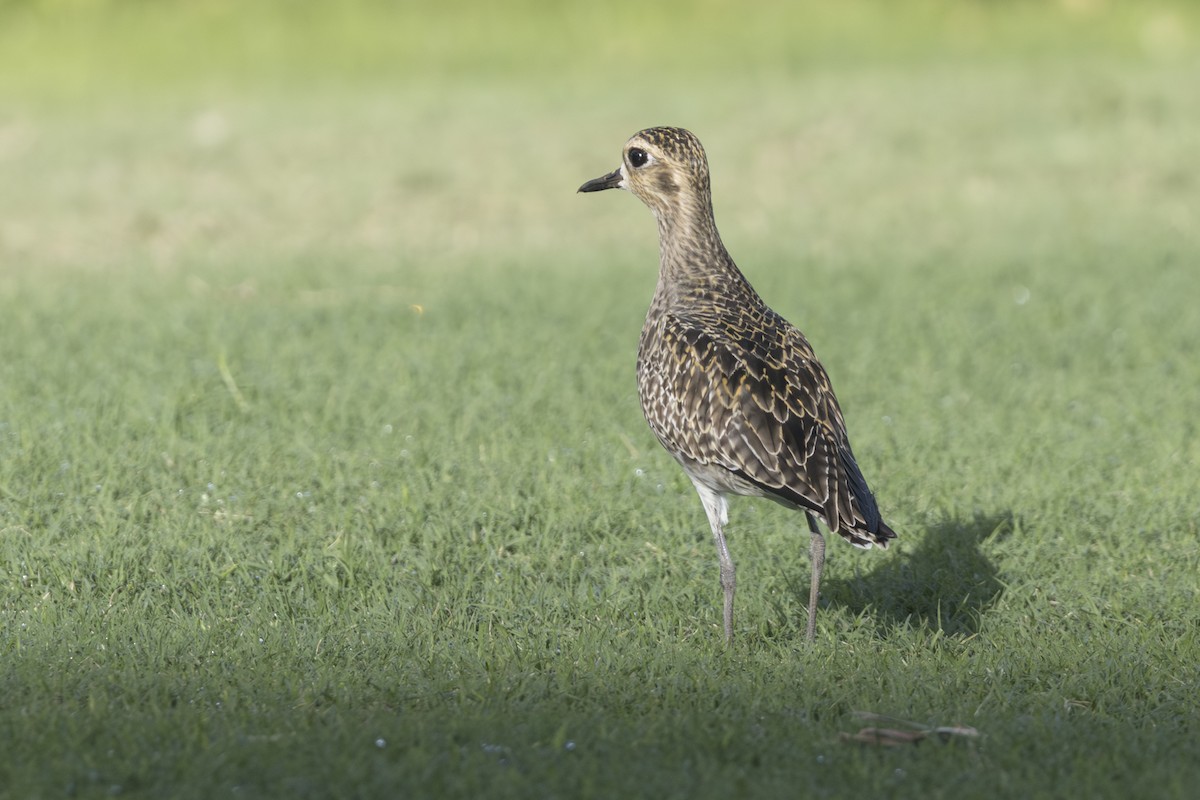 Pacific Golden-Plover - ML646827853