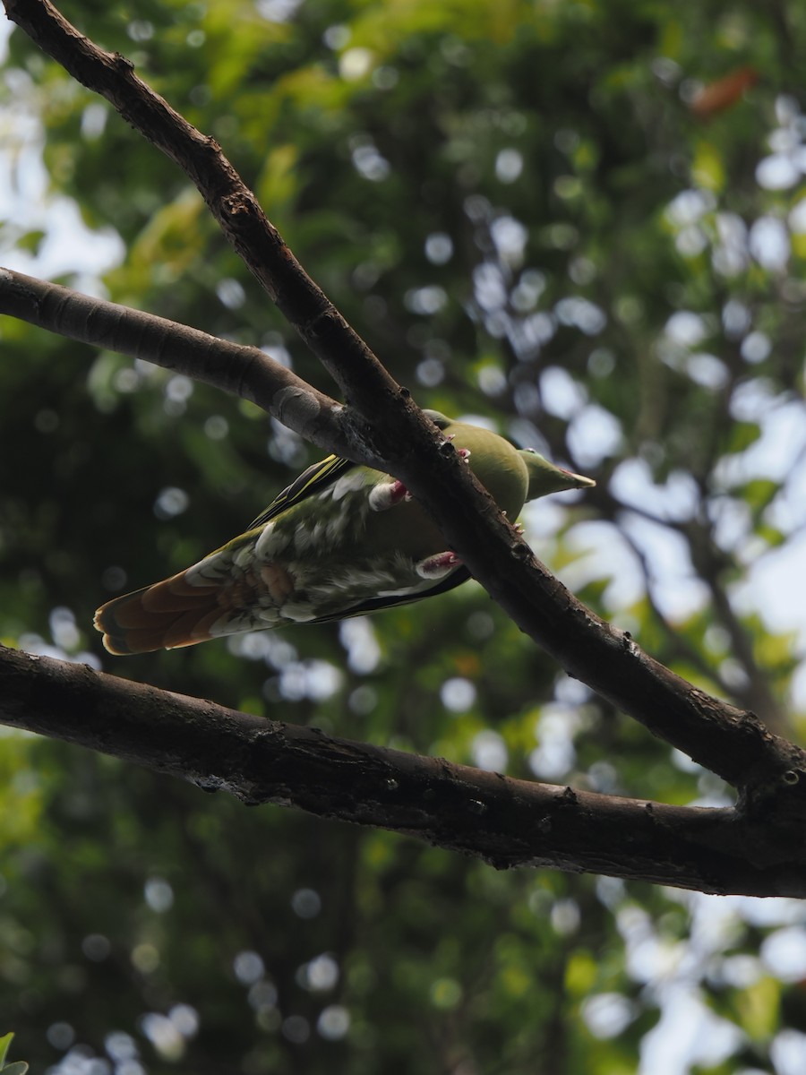 Вінаго індокитайський - ML646827854
