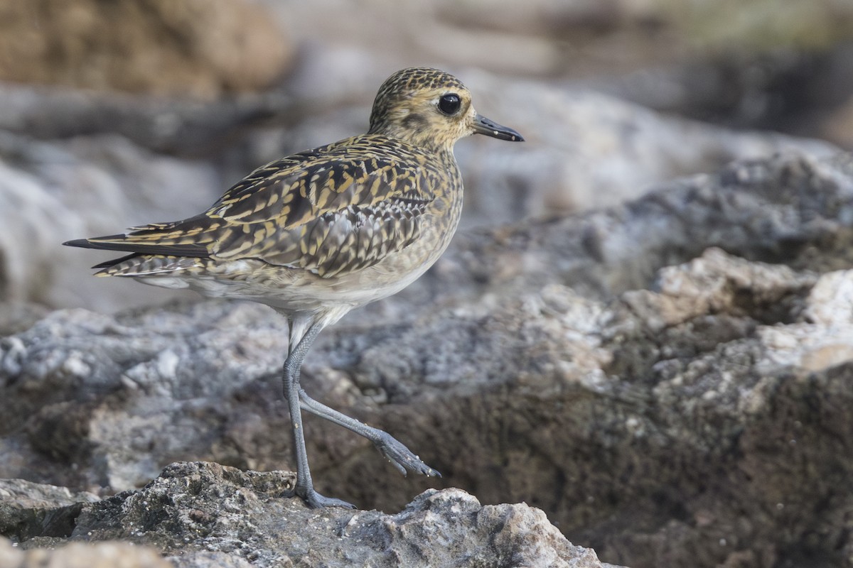 Pacific Golden-Plover - ML646827862