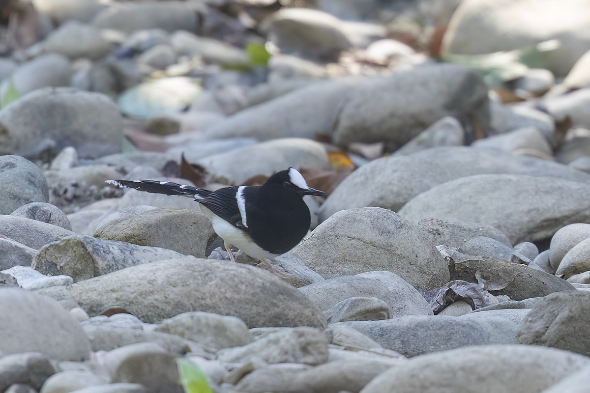 White-crowned Forktail - ML646827868
