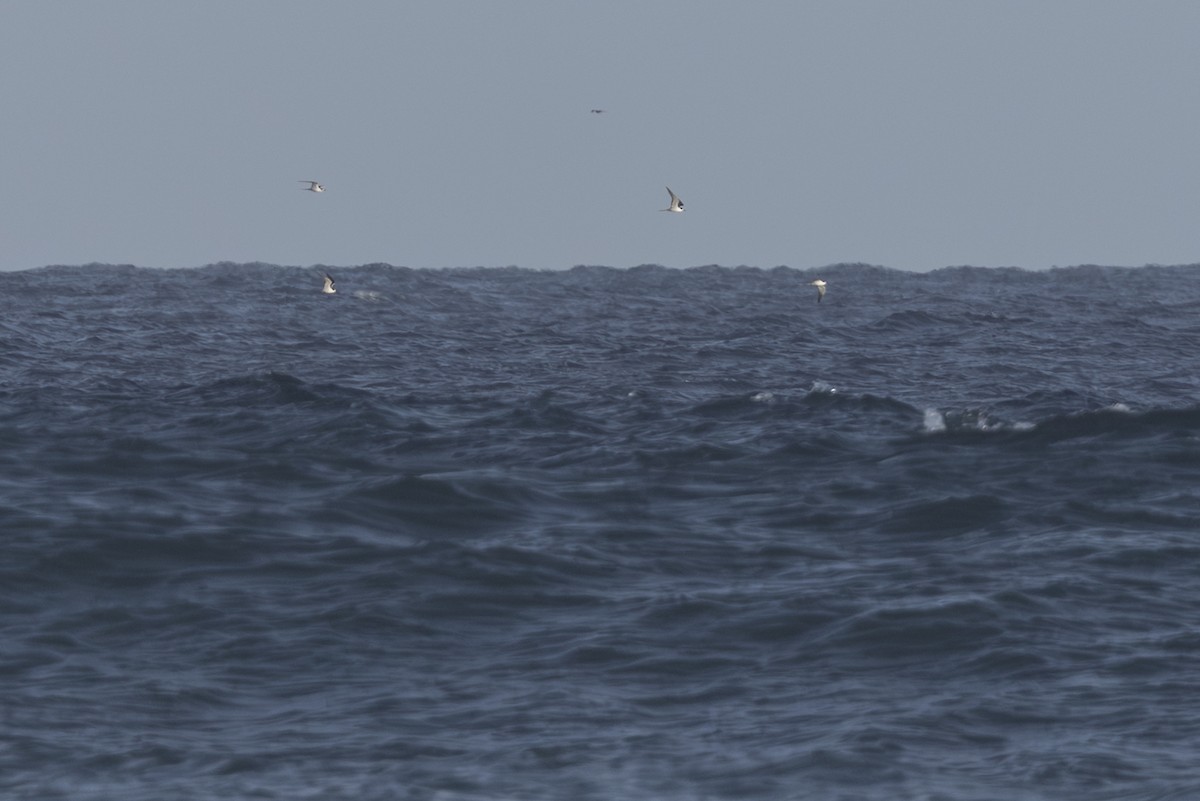 烏領燕鷗 - ML646827870