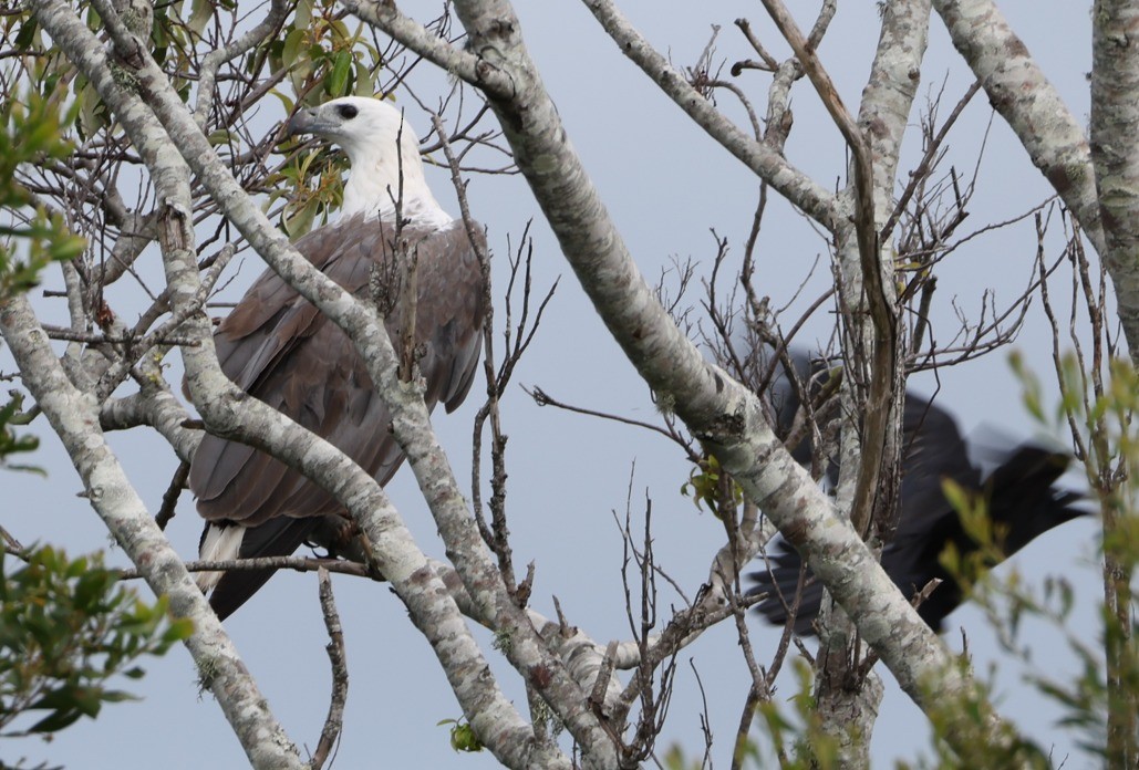 White-bellied Sea-Eagle - ML646827876