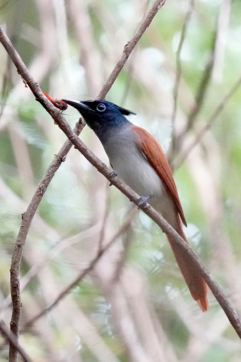 Indian Paradise-Flycatcher - ML646827886