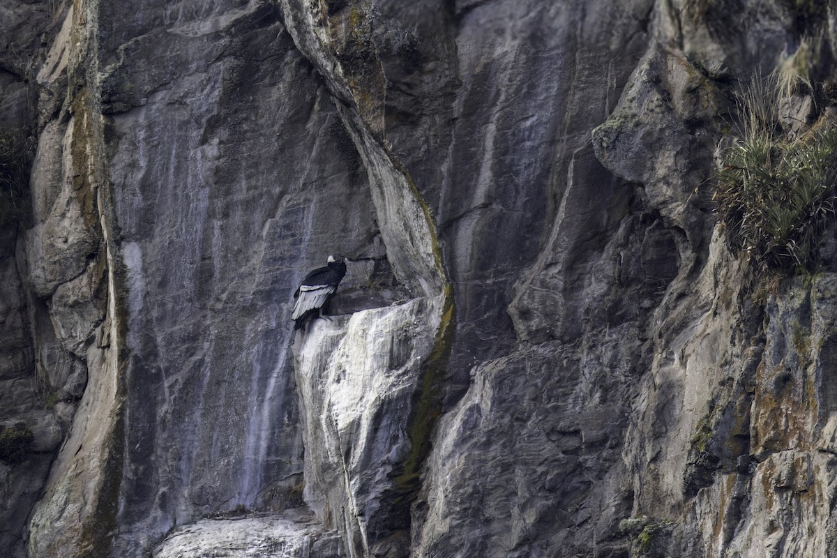 Andean Condor - ML646827889