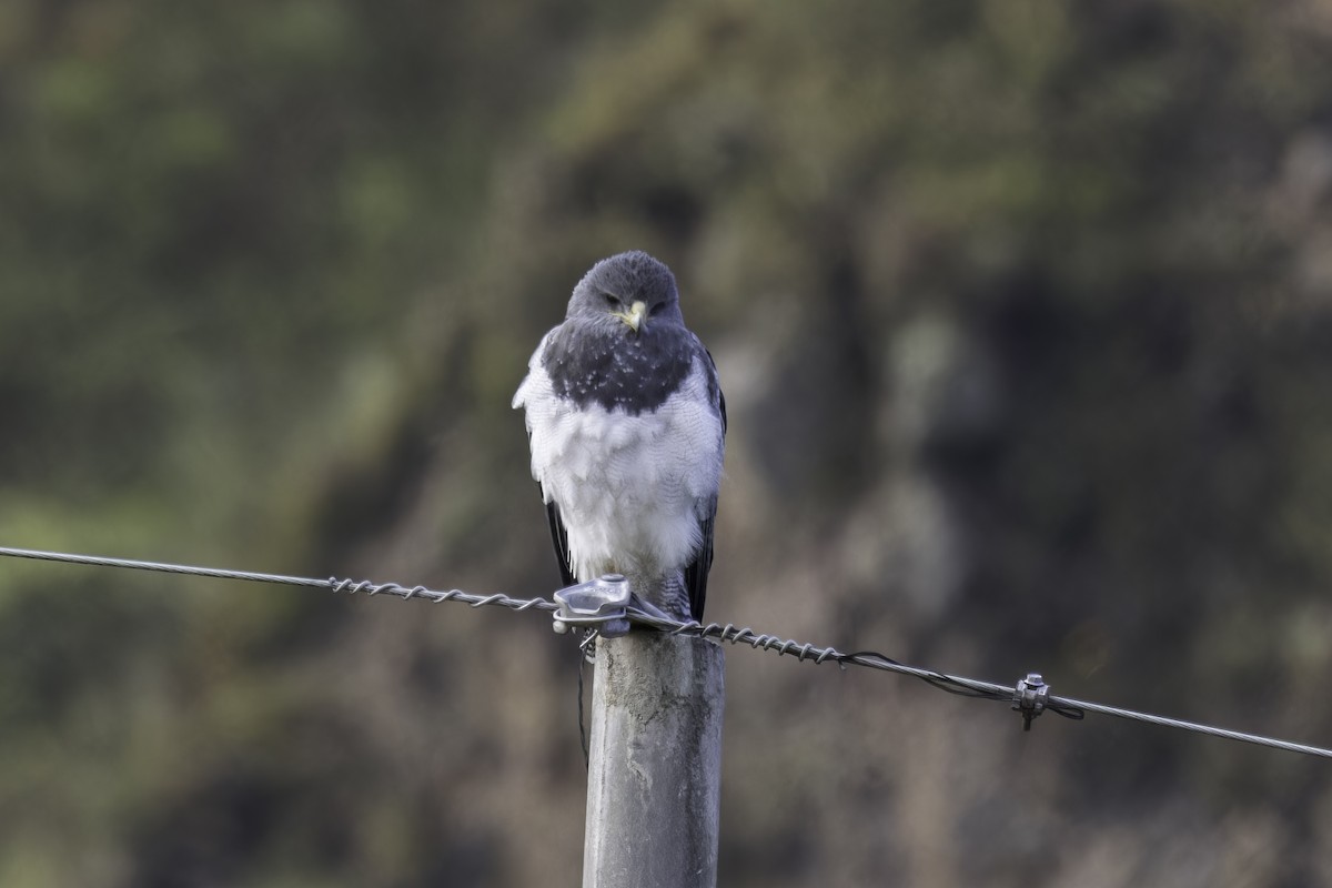 Black-chested Buzzard-Eagle - ML646827890