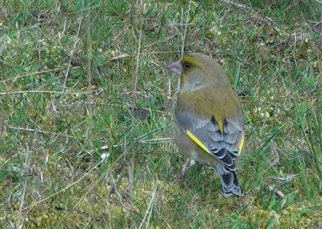 Txorru arrunta - ML646827891